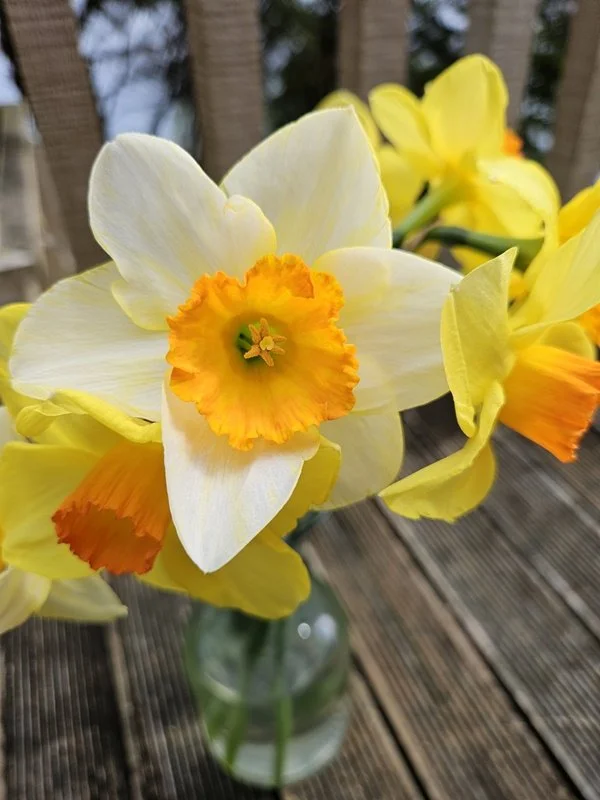 Daffs.jpg