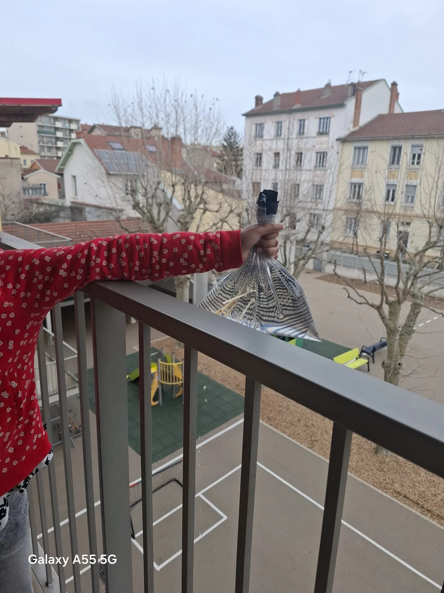 Expériences des CM1