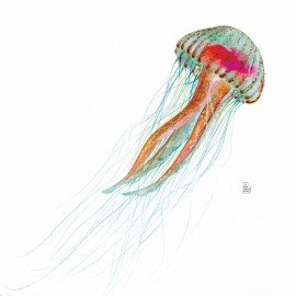jellyfish-.jpg