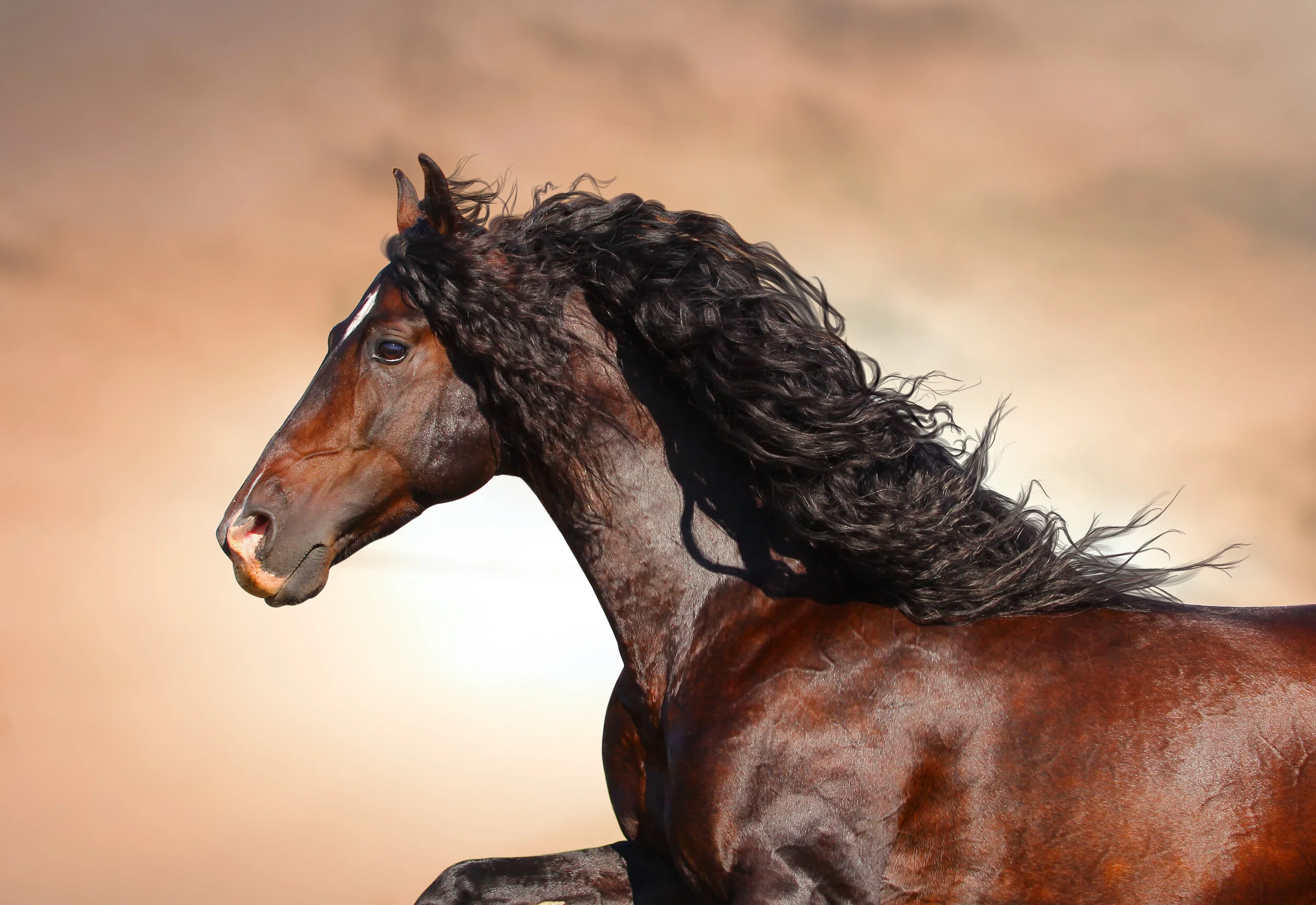 The Spanish Mustang