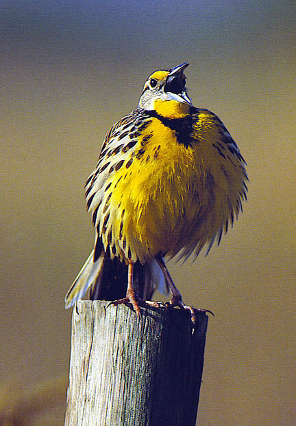 CHANT - 90-Days of Devotion