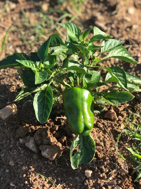 bell pepper plant.jpg