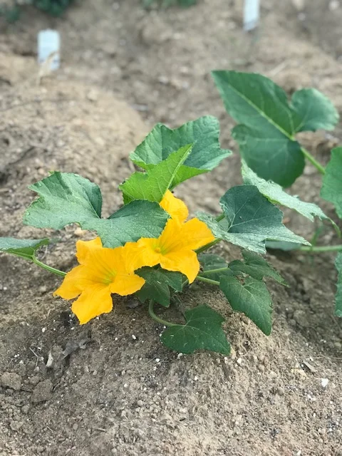 Blooming stage of squash