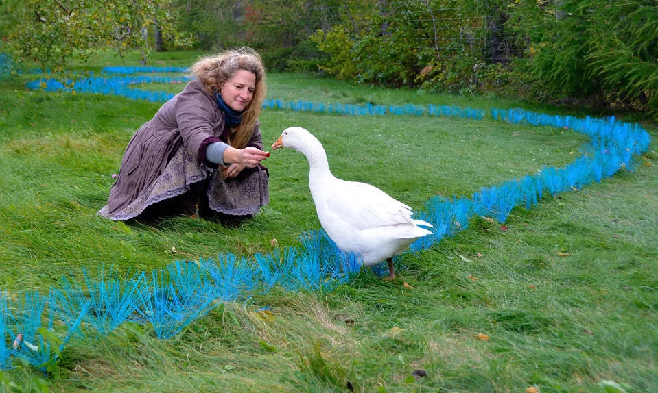 When Art Works- Stacy Levy, Environmental Artist