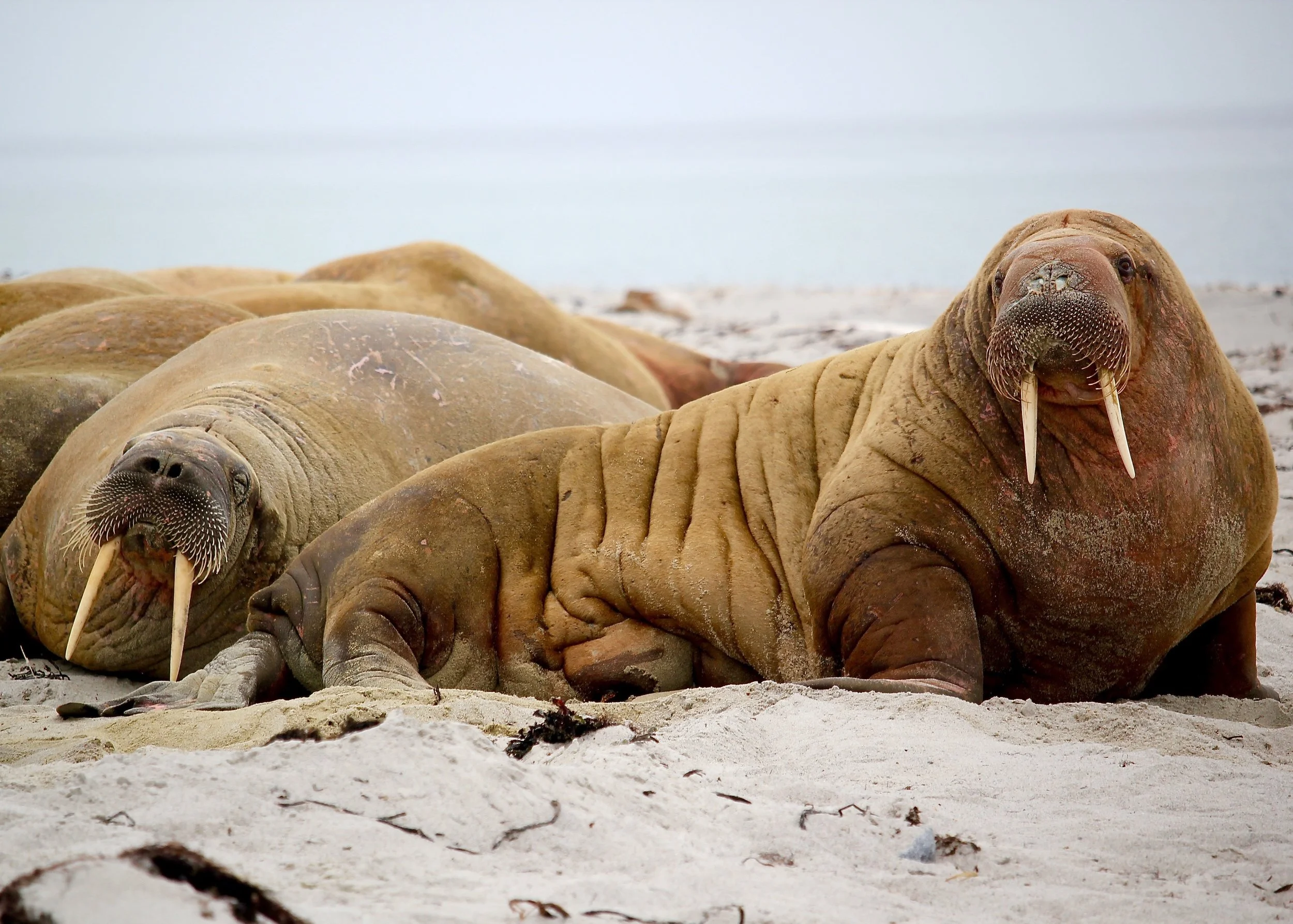 Climate Change &amp; Extinction