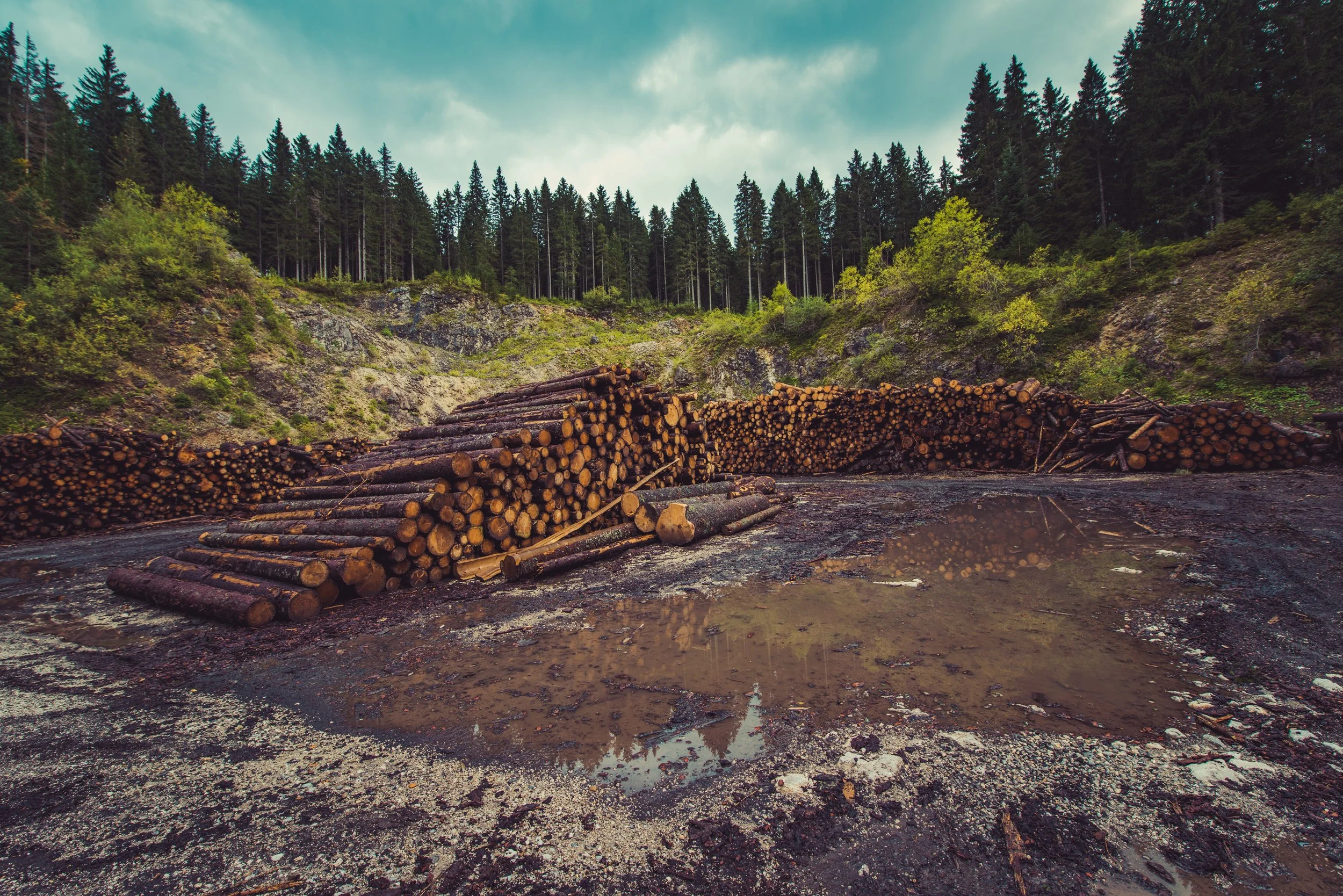 Oxygen &amp; Deforestation