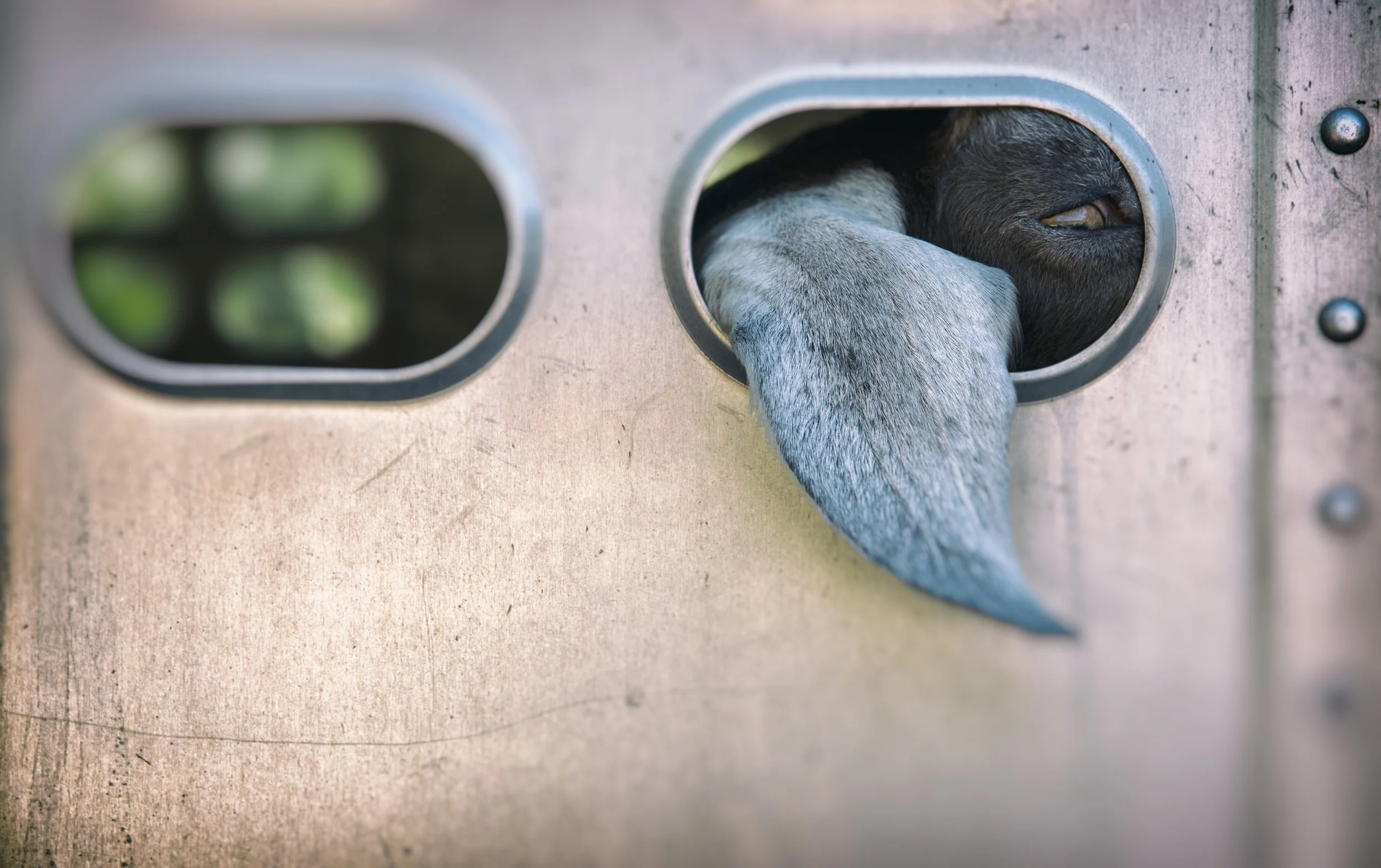 Transport &amp; Animals 