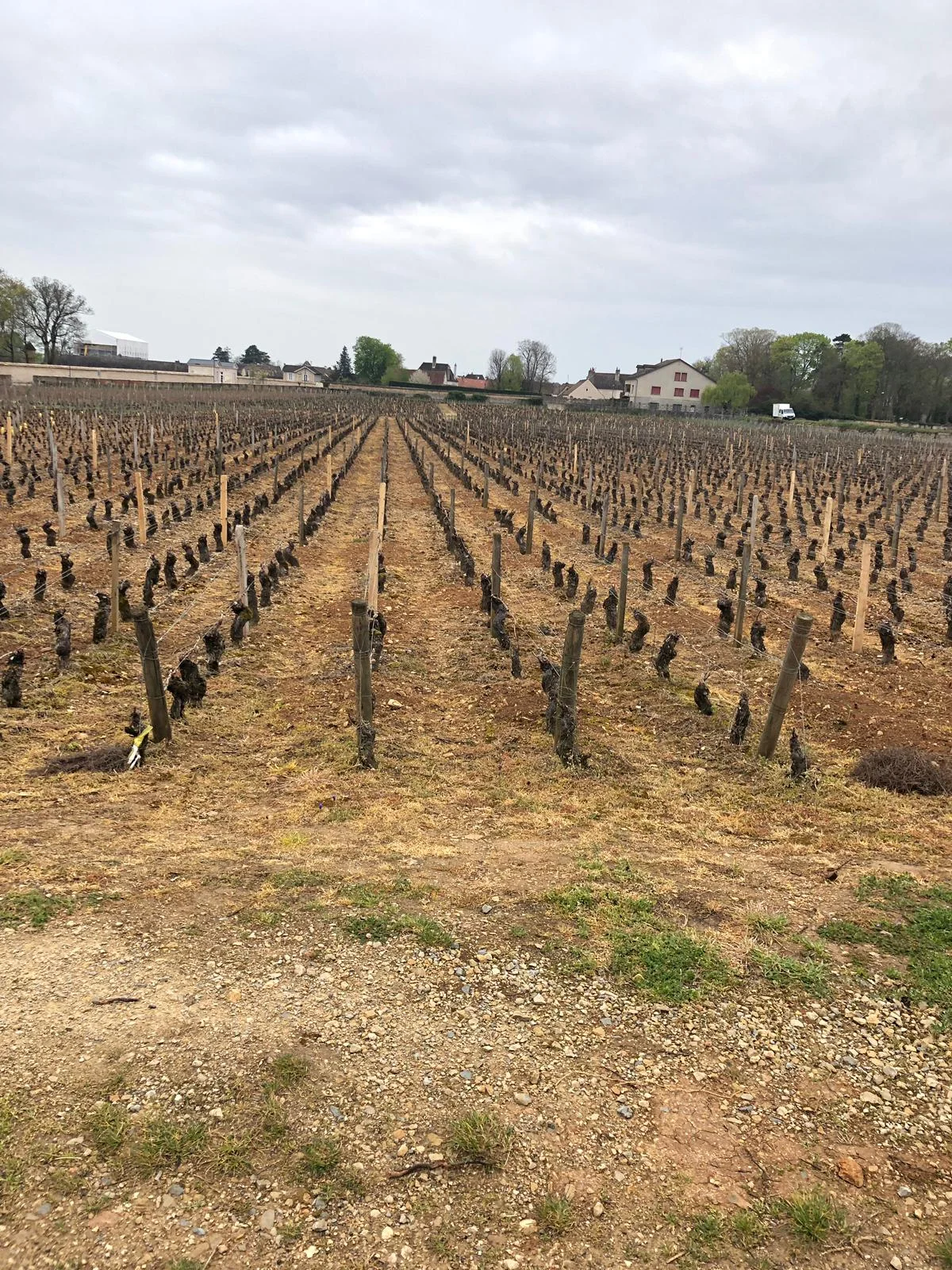 16-04-2019: A vineyard in Pommard with Glyfosate (Roundup)