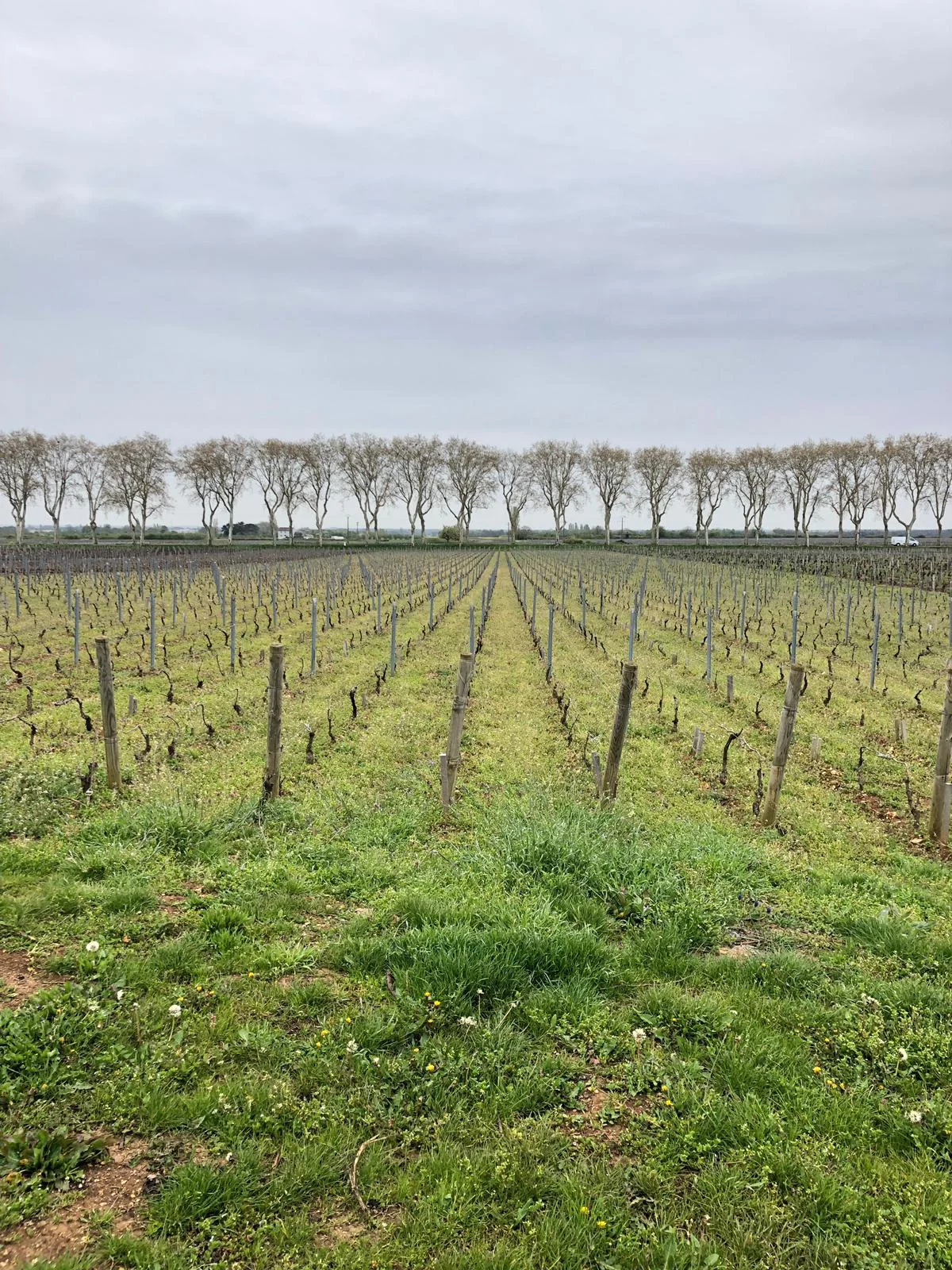16-04-2019: The neighboring vineyard who works organic and pesticide free