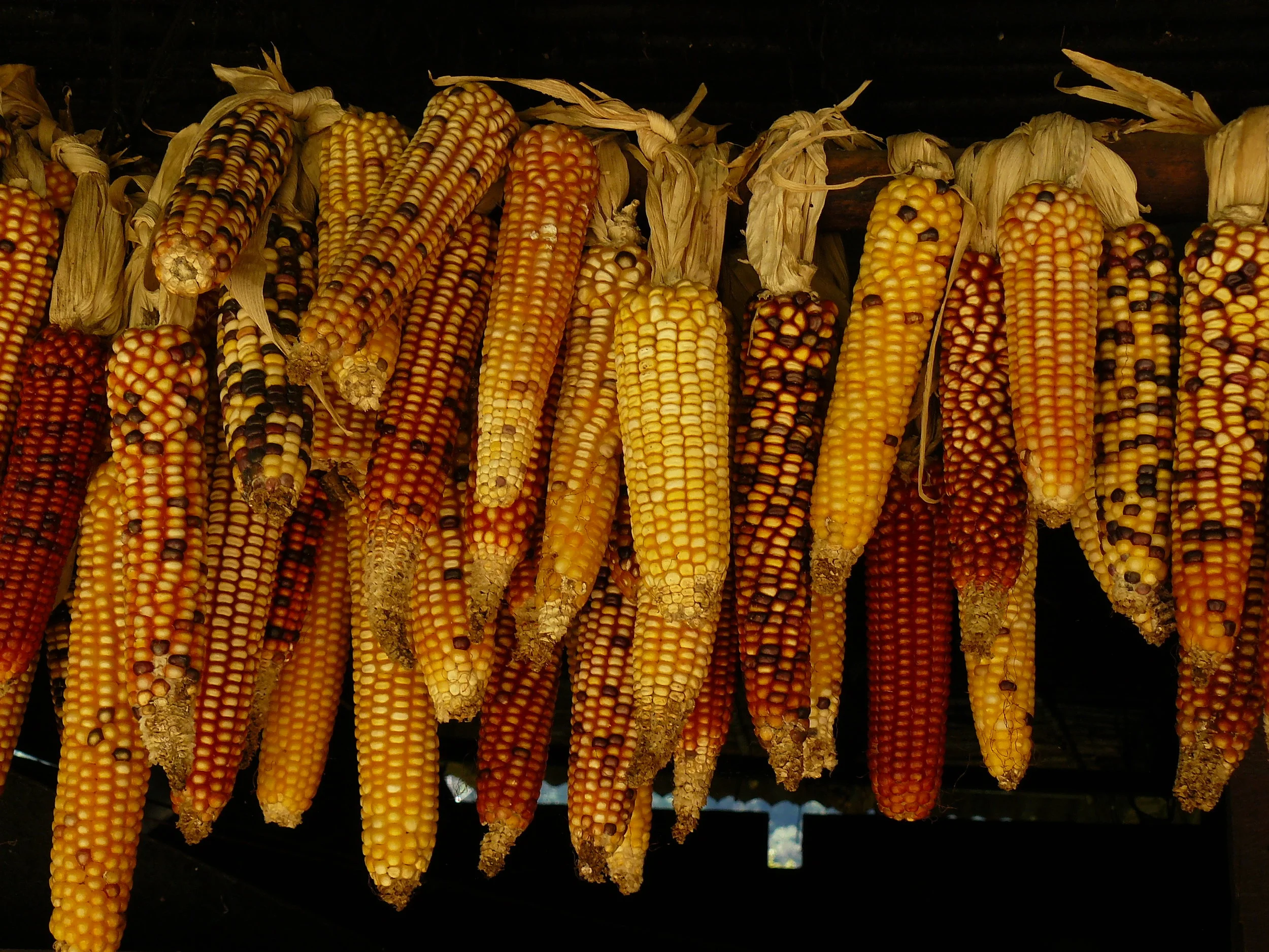 Agriculture &amp; GMOs