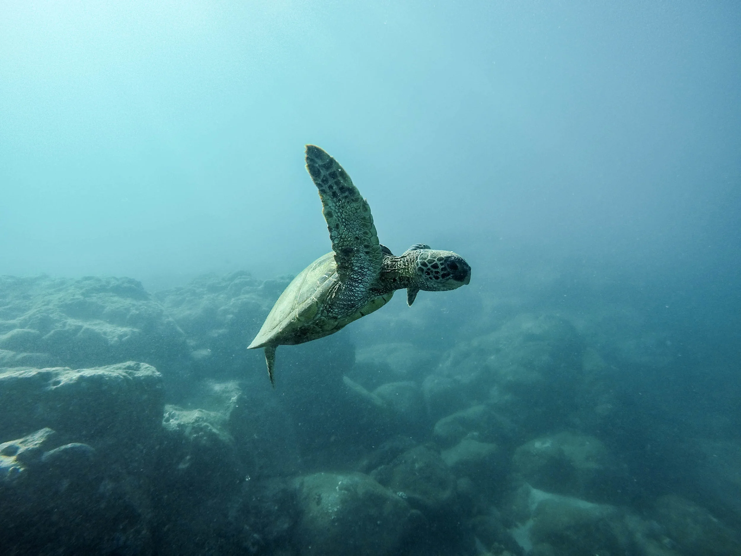Extinction &amp; Ocean