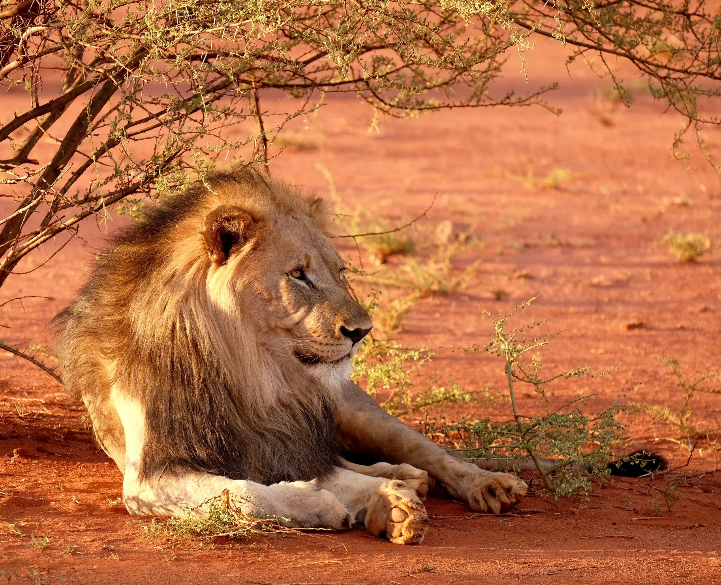 Extinction &amp; Trophy Hunting