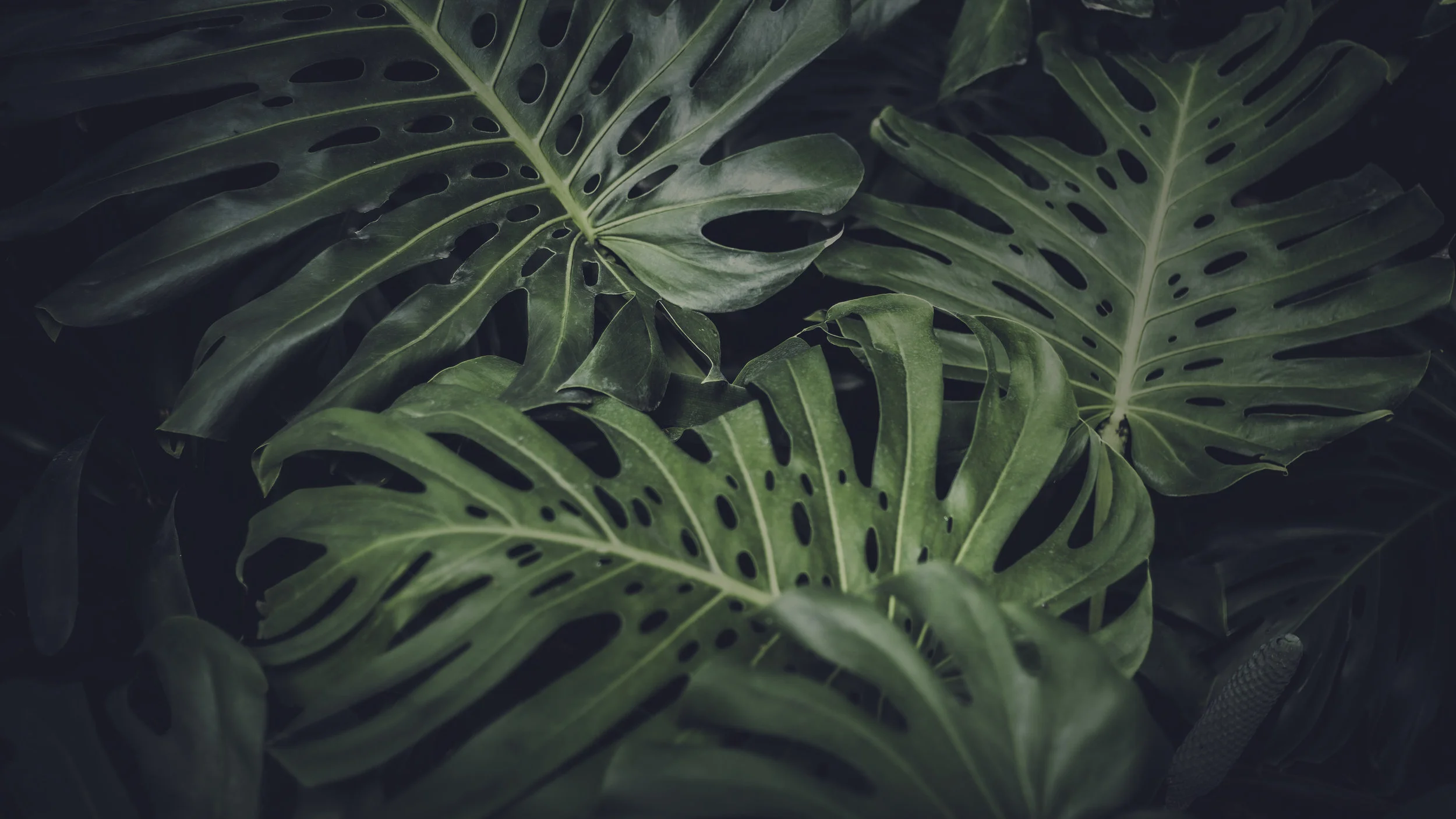 Extinction &amp; Plants