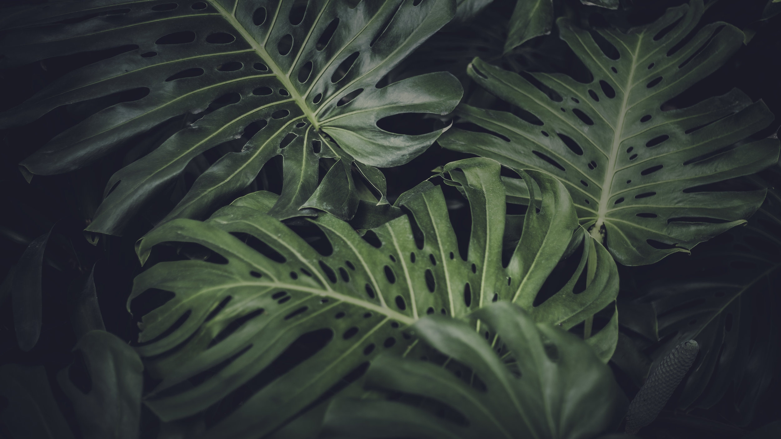 Extinction &amp; Plants