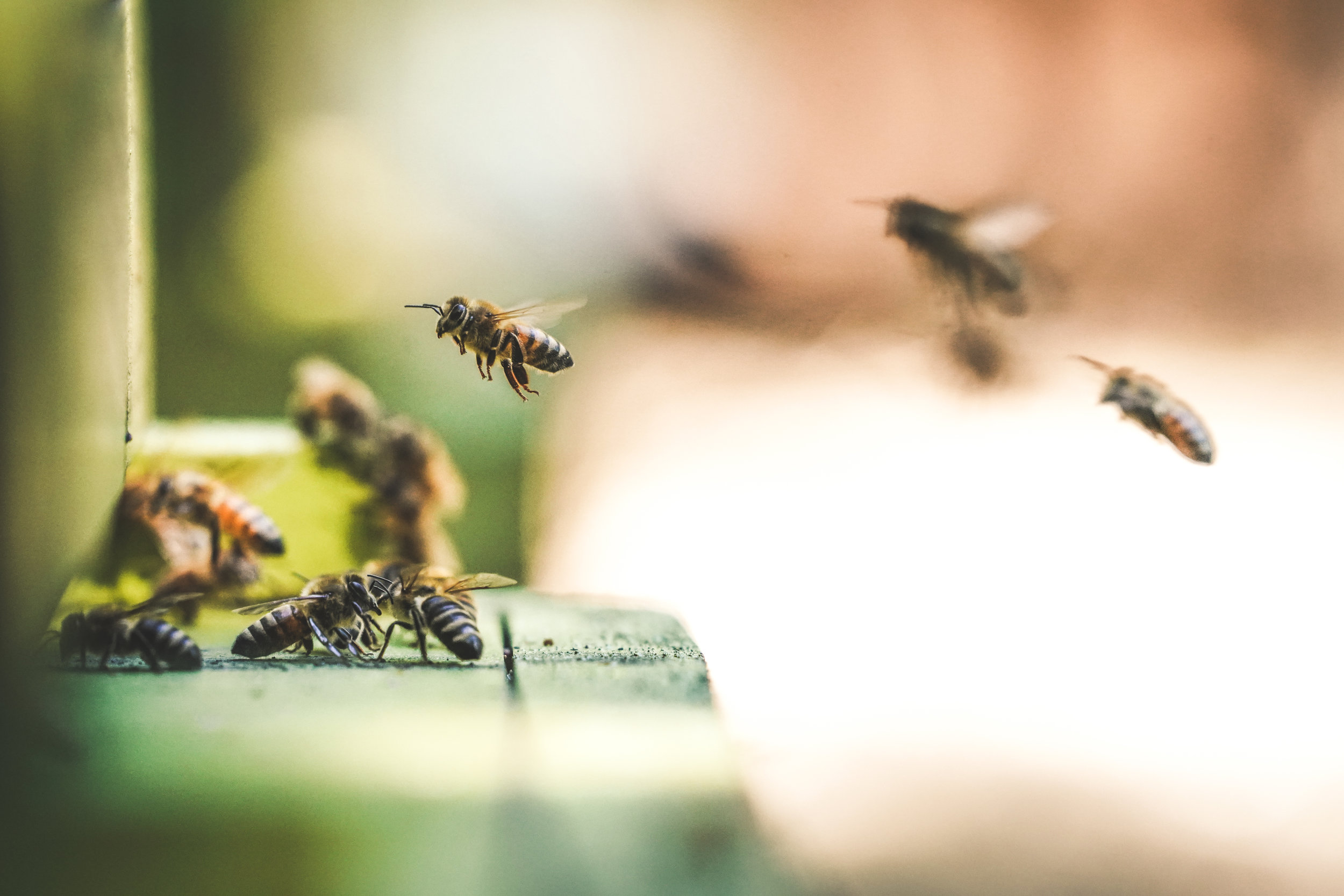 Extinction &amp; Biodiversity