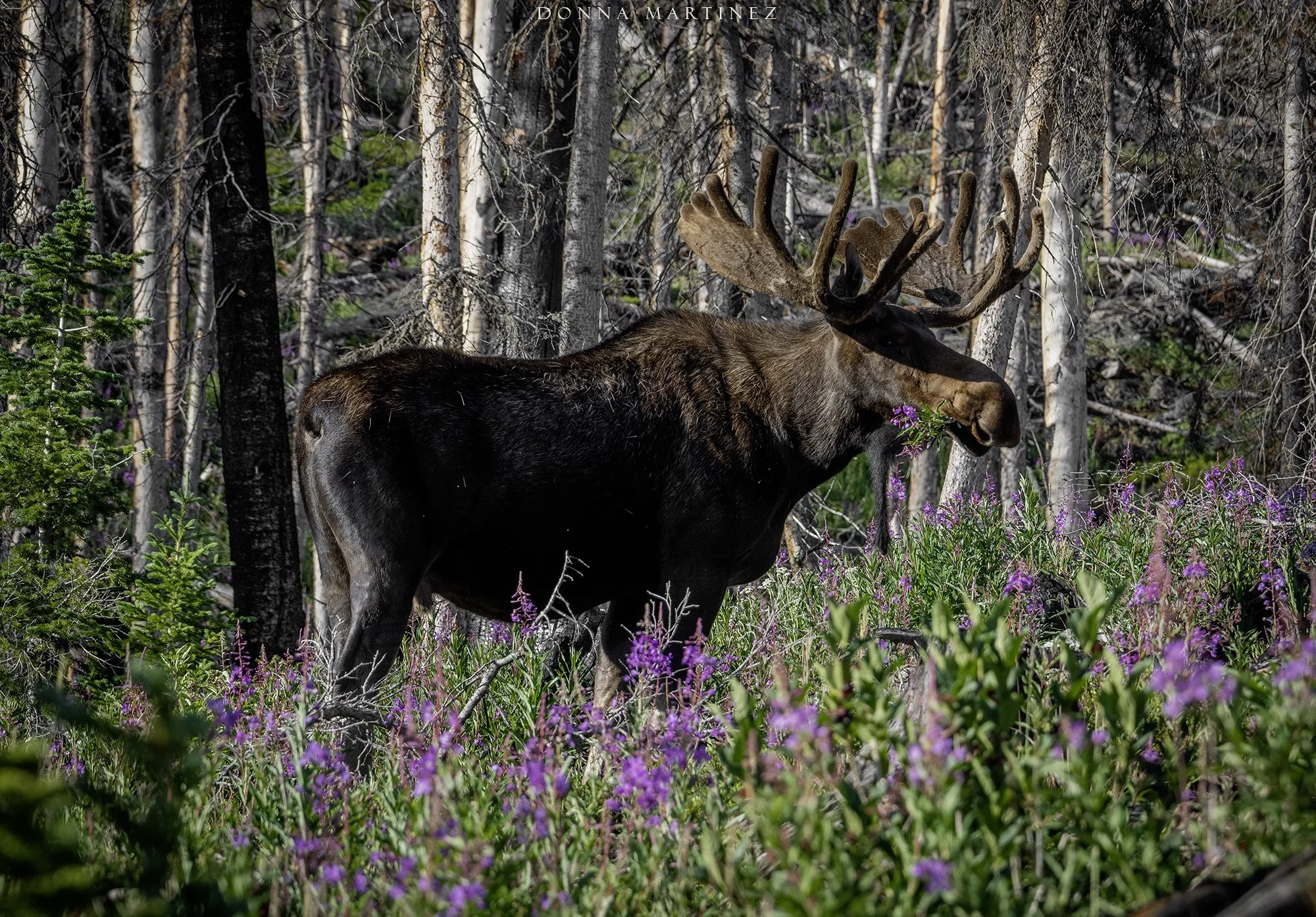 moose wildlife larimer county poudre long draw