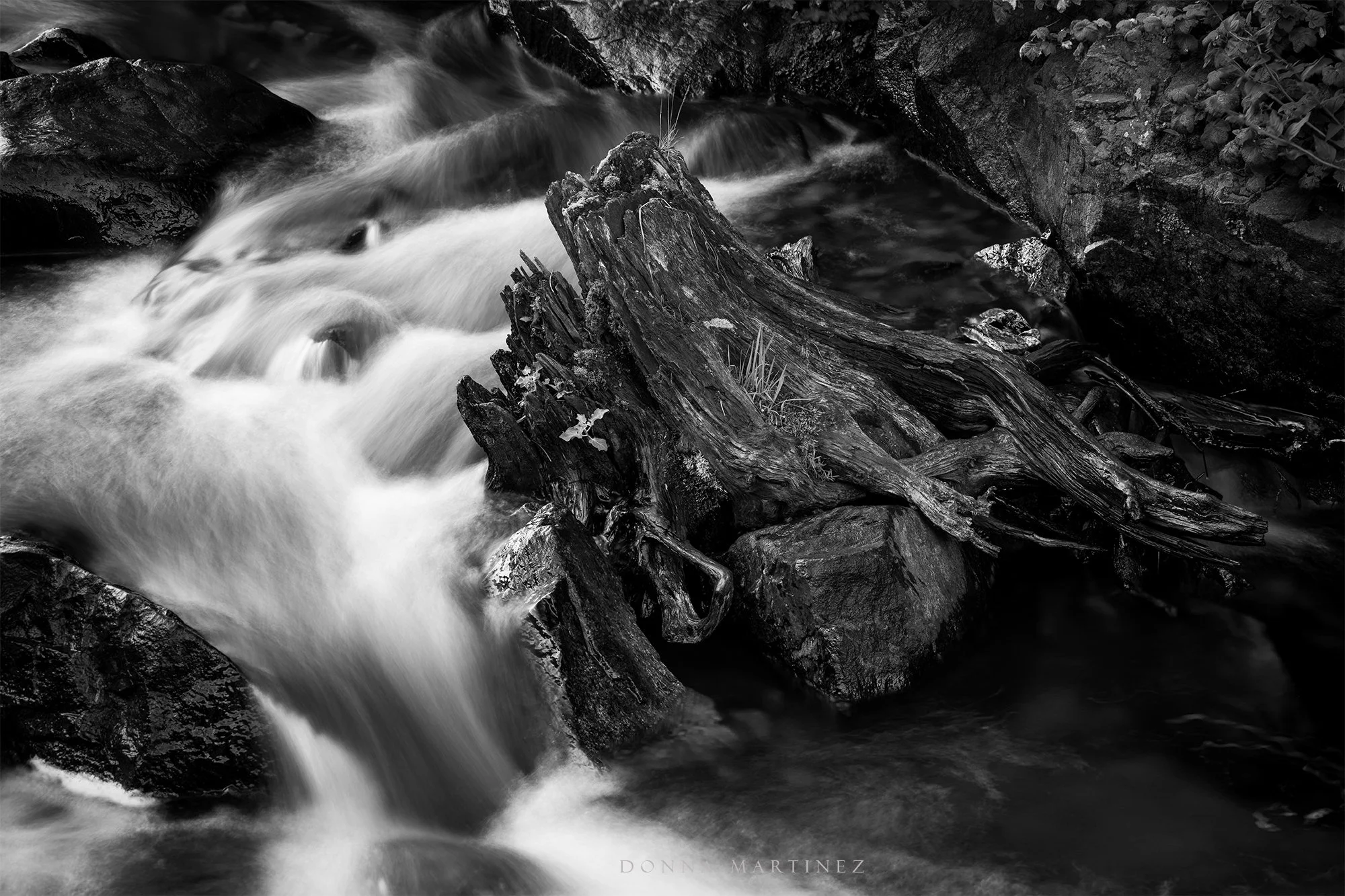 DSC_2413 copy.jpg