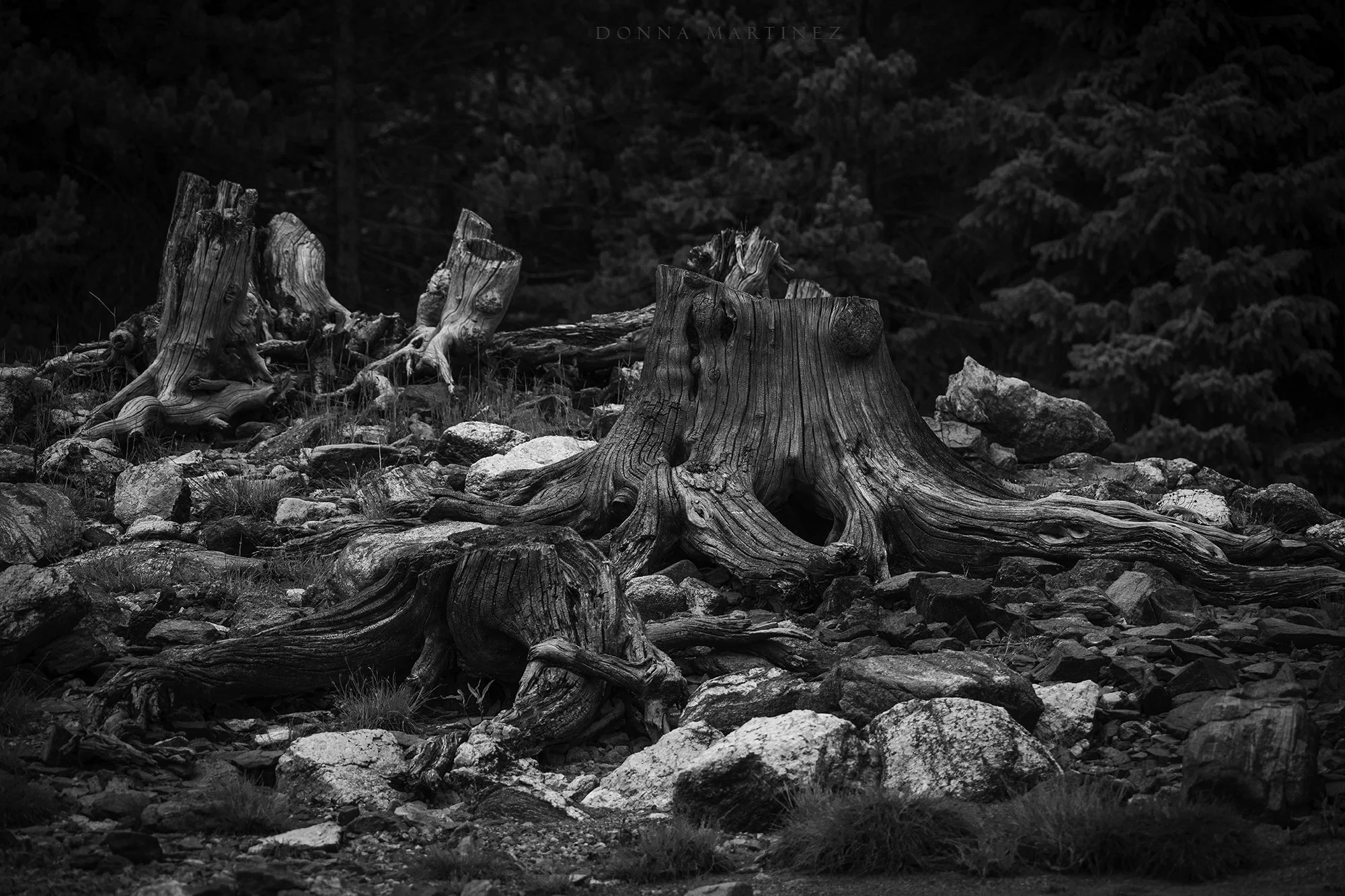 black and white photo of decaying old stumps trees by long draw reservoir Larimer County Colorado
