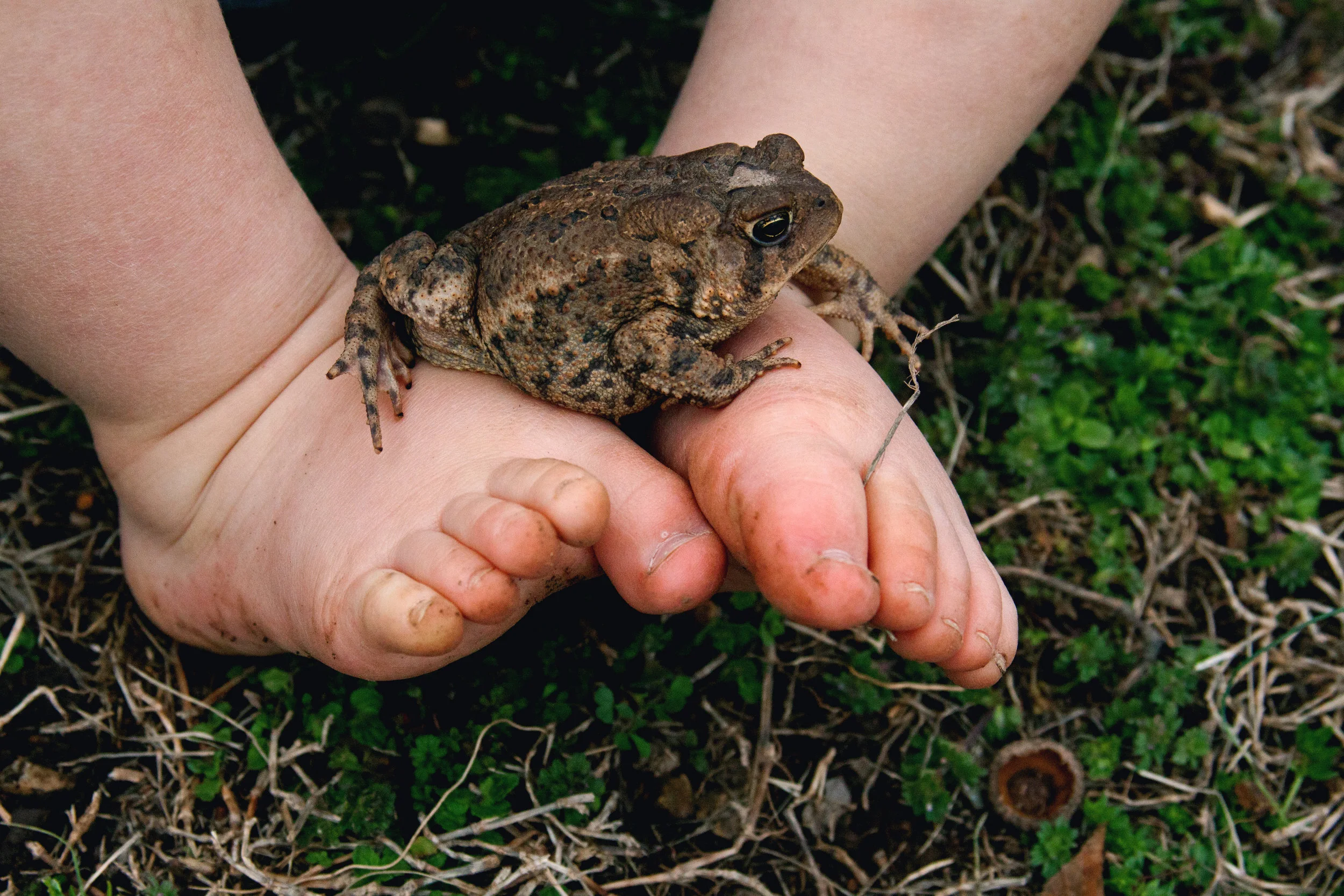 Toad on baby feet.jpg