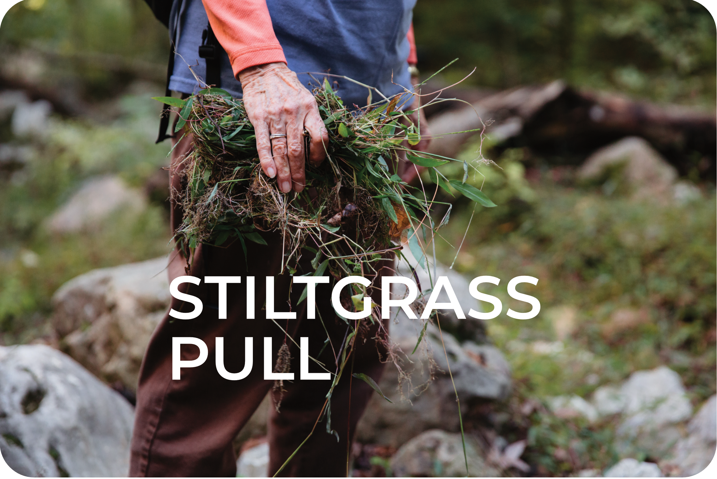 Lost Valley Stiltgrass Pull