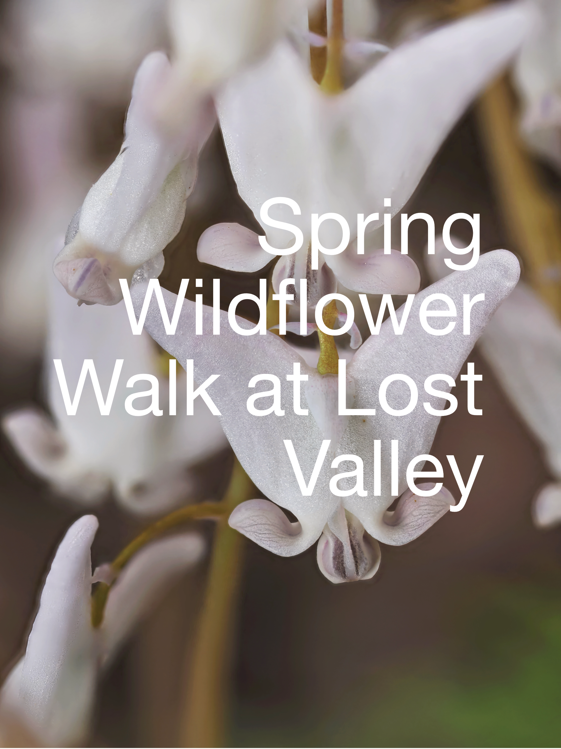 Spring Wildflower Walk at Lost Valley
