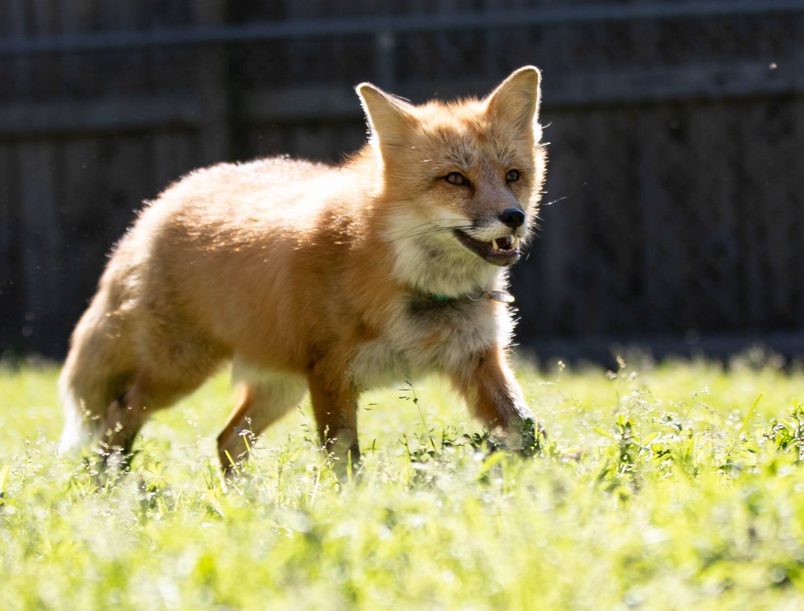 About Foxes – Also Called Vulpes vulpes - TIERART Wild Animal Sanctuary -  a FOUR PAWS project