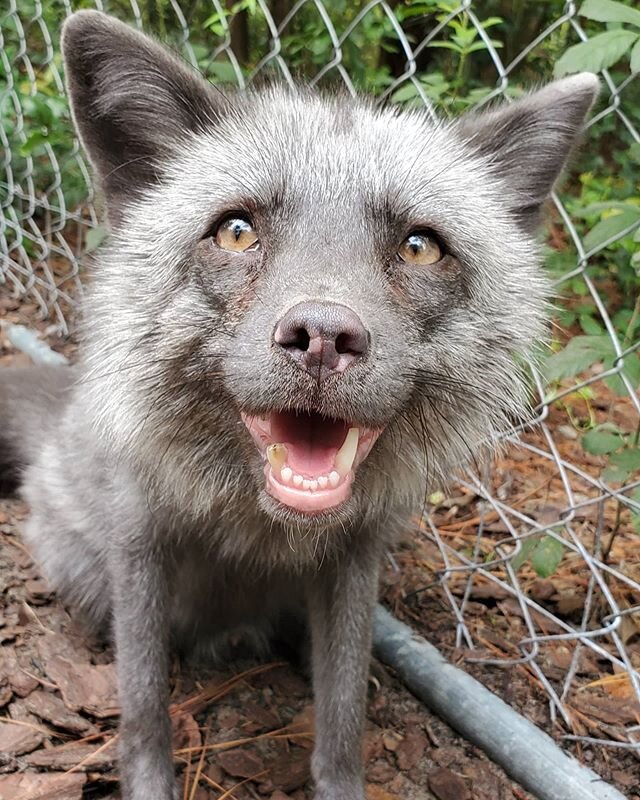 A pearl fox 's coat color is often described as &ldquo;smoky blue.&rdquo; They are somewhat similar to a silver fox but with much softer color tones. They are often sought out by the fur trade to make things like hats or even just for wall decoration