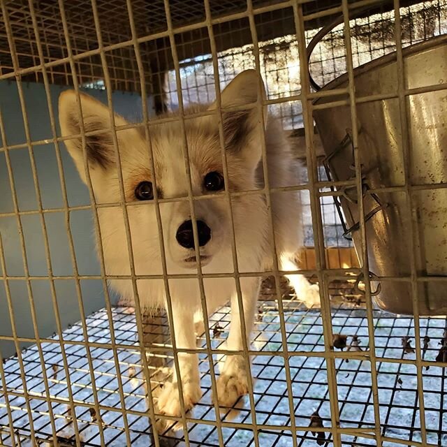 We have a new resident being rescued from a fur farm by @saveafox_rescue 
He will be coming down to Florida with several other foxes going to other fox rescues.
We decided to call him Rogue. 
Rogue has never gotten the chance to feel the dirt beneath