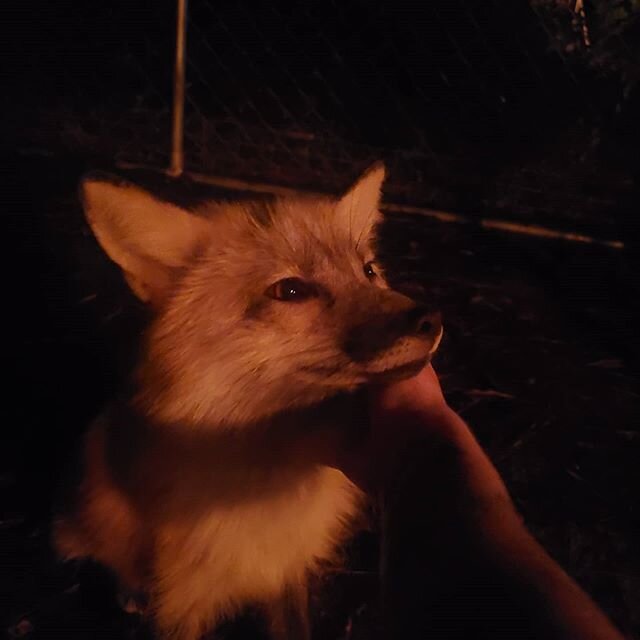 Tiki torches illuminating fox faces tonight 🦊