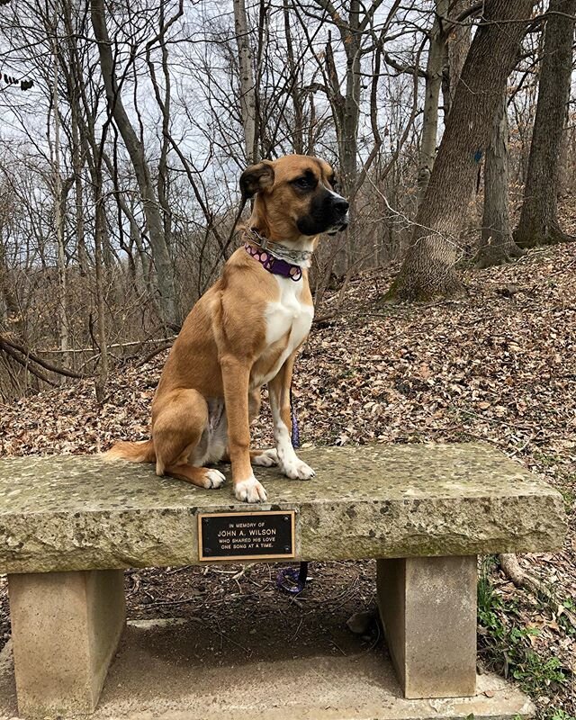 Meet the beautiful Mia! This 7 month old pup came to us with some intense chewing and all around mischief. Helping her learn all her commands, leash training, dog socialization, and all behavioral training. She&rsquo;s come such a far way in the 10 d