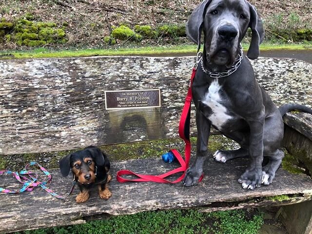 Happy #nationalpuppyday to this dynamic duo! These dogs came from separate families, but I booked them together for many reasons. They helped eachother overcome so many personal obstacles. Gracie (the small yorkie-dachshund mix) needed help socializi