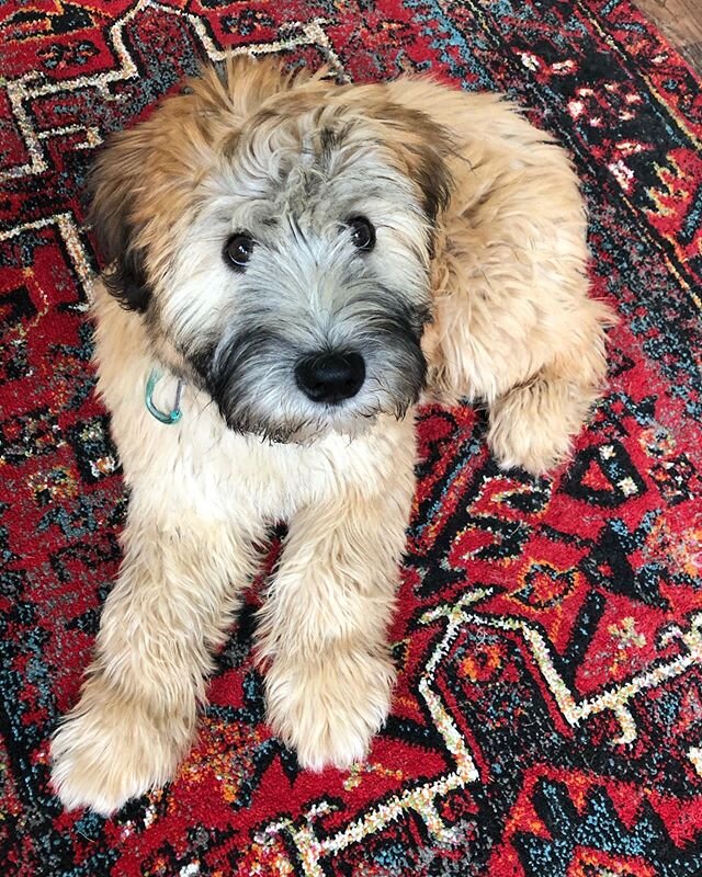 Meet Lulu! This precious soft coated Wheaton terrier was with us for our 10 day board and train program. During her stay with us, she learned all her advanced commands, leash training, and puppy training (working with mouthing, potty training, crate 