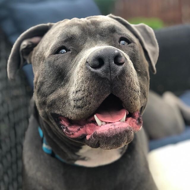 Meet Jughead! This incredibly goofy pitbull finished his 10 Day Board and Train with us. Helped him learn all his commands , leash training, crate training, and behaviors training. This mischievous boy likes to chew on anything when his parents weren