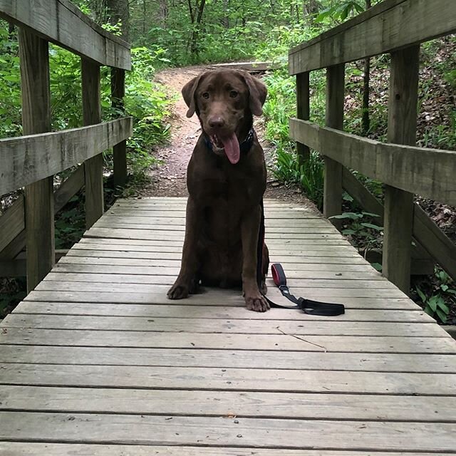 Meet Ruger! &bull;
&bull;
This beautiful chocolate lab underwent our 10 day board and train program. During that time he perfected all his commands and behavioral issues. He&rsquo;s worked hard and is preparing to take his canine good citizen test!
#