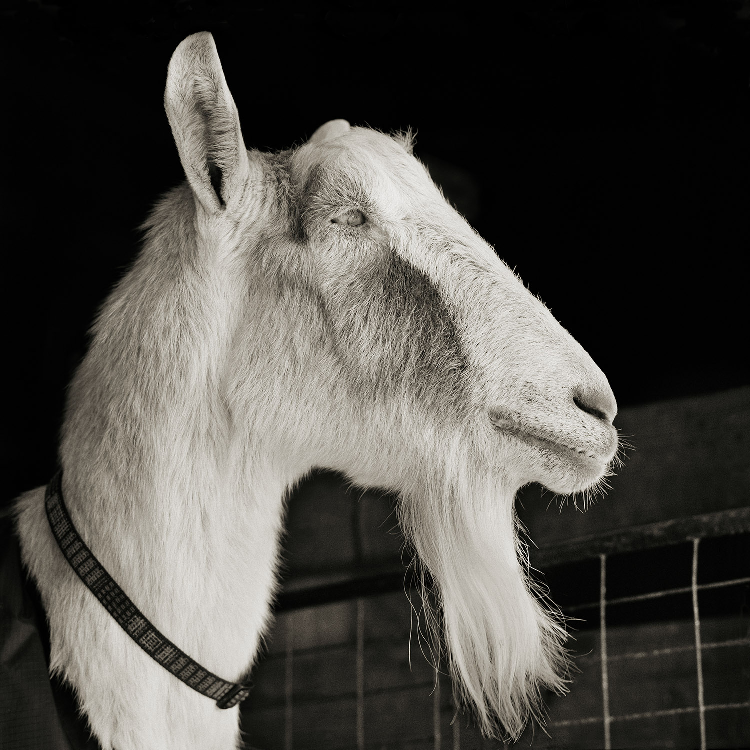 Black and white profile portrait of a white goat