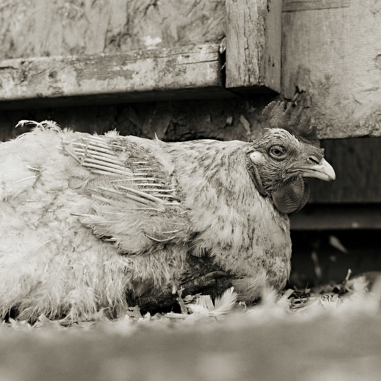 Rooster from Allowed to Grow Old