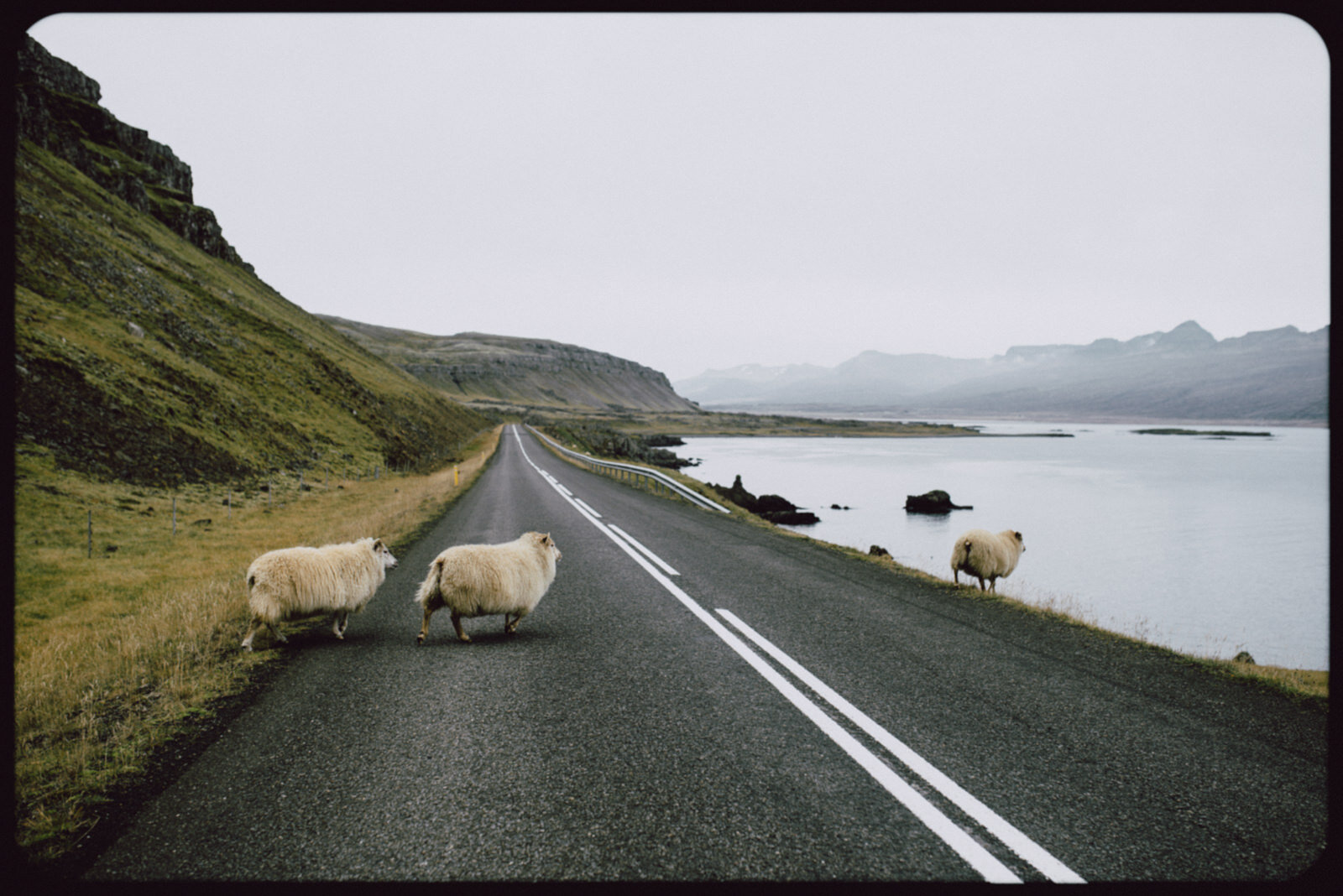  Lũ này được gọi là hoàng thượng của Iceland!! 