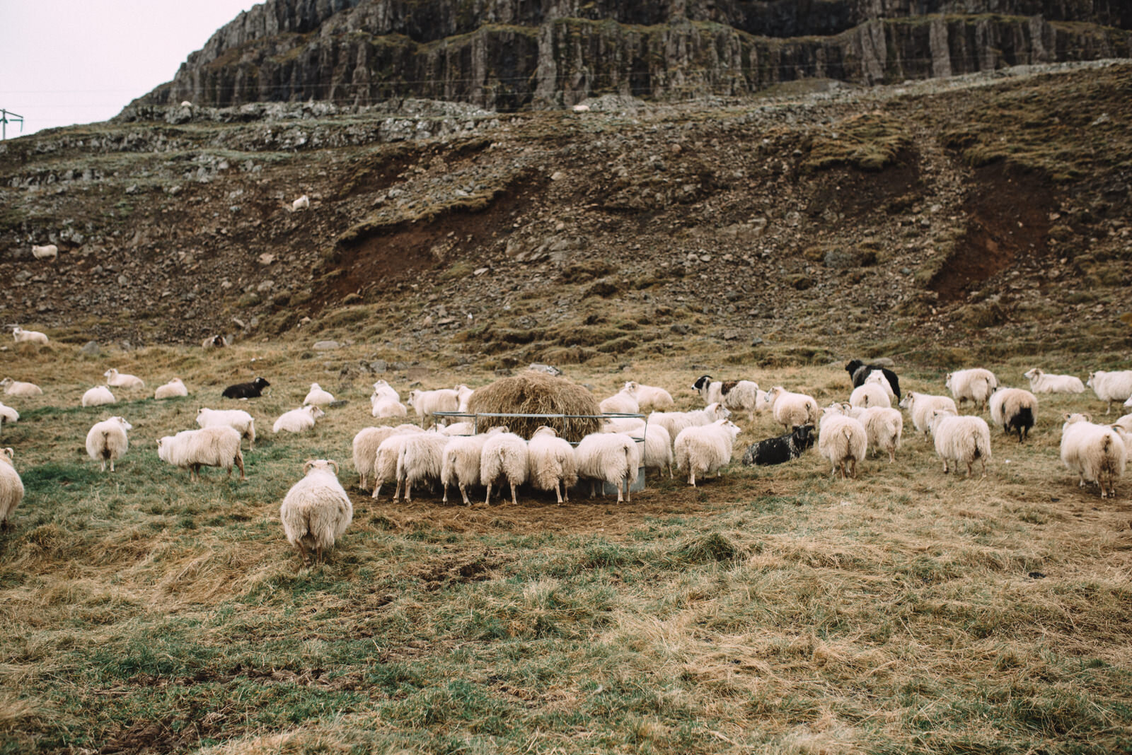  Lũ cừu ở đâu cũng rất nhát người&nbsp;:v 