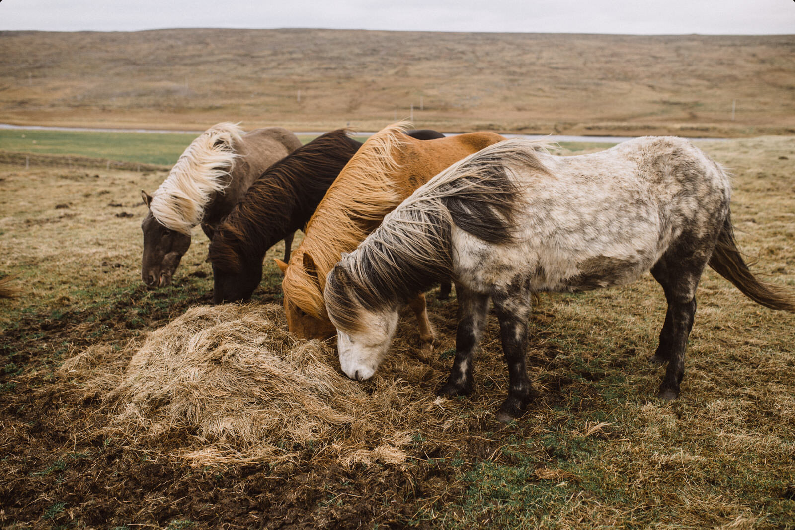  Ngựa Iceland theo chân những người Viking đến Iceland từ những năm 900 và sau cả nghìn năm sống biệt lập, chúng trở thành một trong những giống ngựa thuần chủng nhất thế giới. Thể hình nhỏ nhưng khoẻ, thân thiện và sống lâu. Chính vì thế chính phủ I