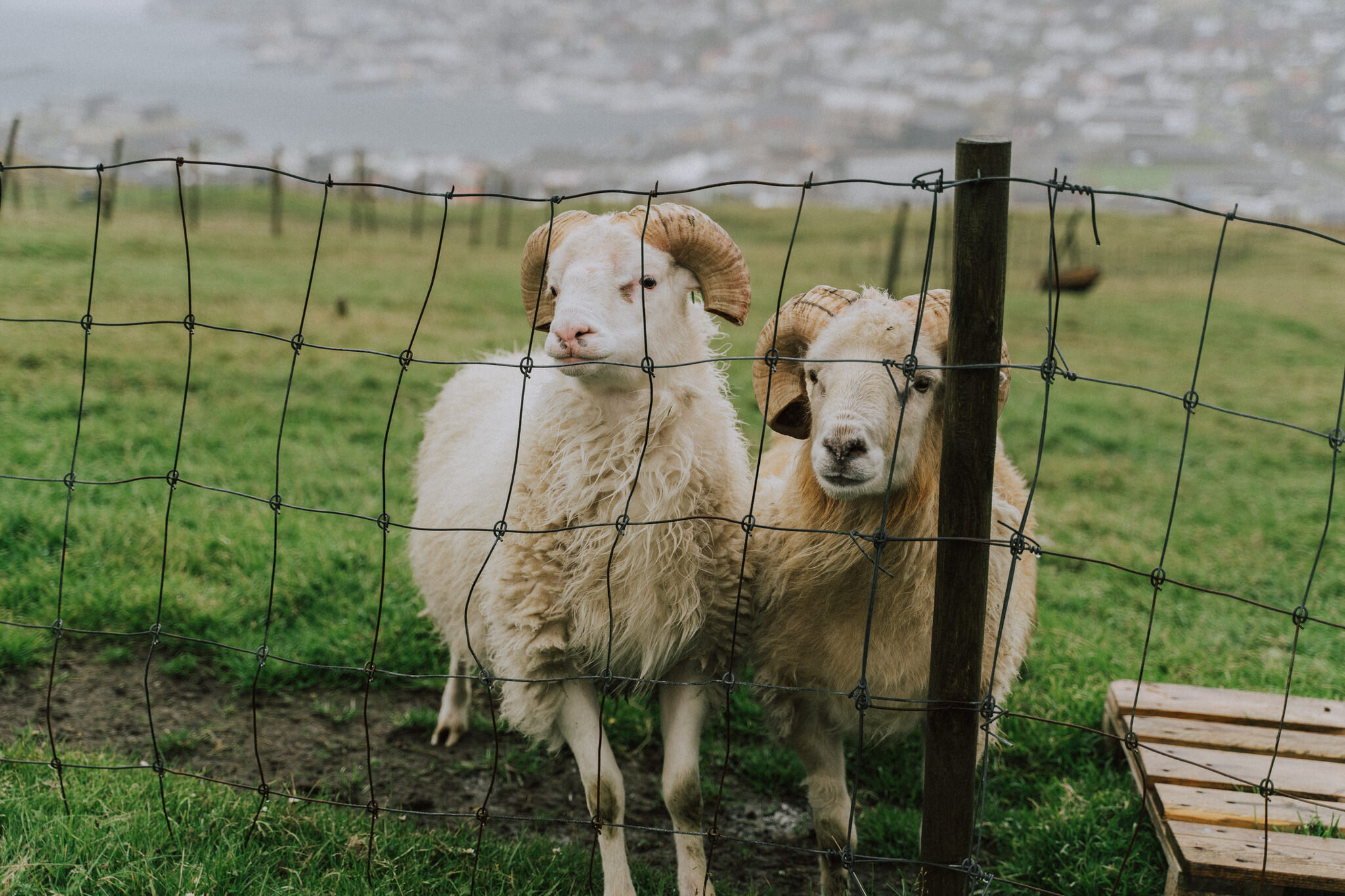  The Faroese sheep, a type of Northern European short-tailed sheep, is a small and hardy breed. They have a light, but strong, bone structure, which makes them ideal for the steep mountainous terrain, which in turn naturally provides for all their di