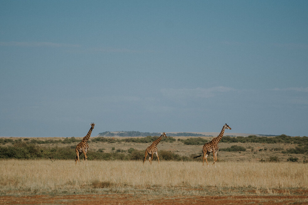 1 Tu Nguyen Masai Mara Kenya 23.jpg