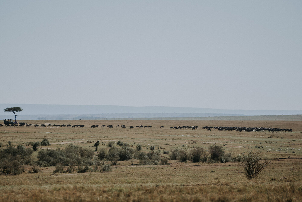 1 Tu Nguyen Masai Mara Kenya 26.jpg