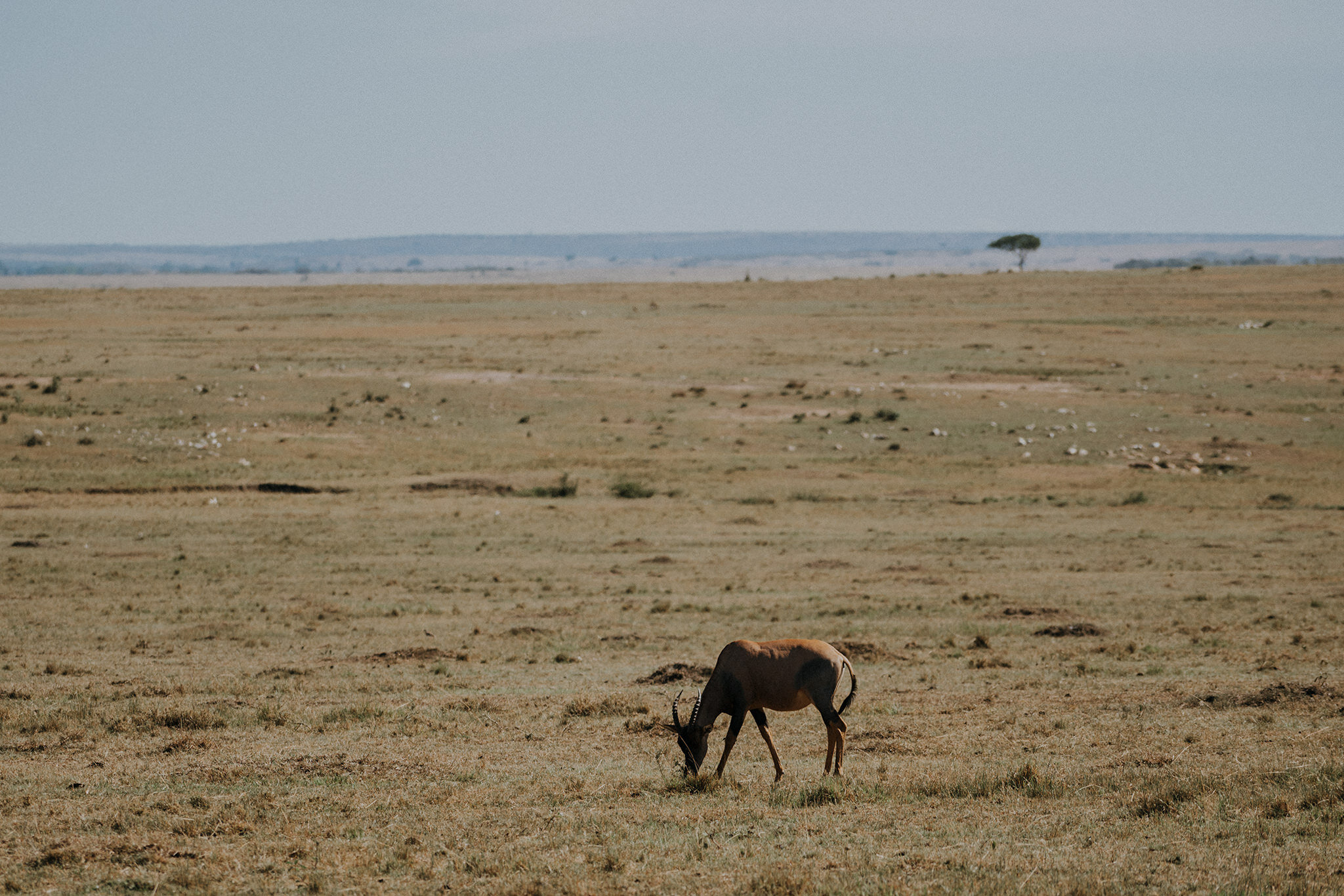 1 Tu Nguyen Masai Mara Kenya 28.jpg