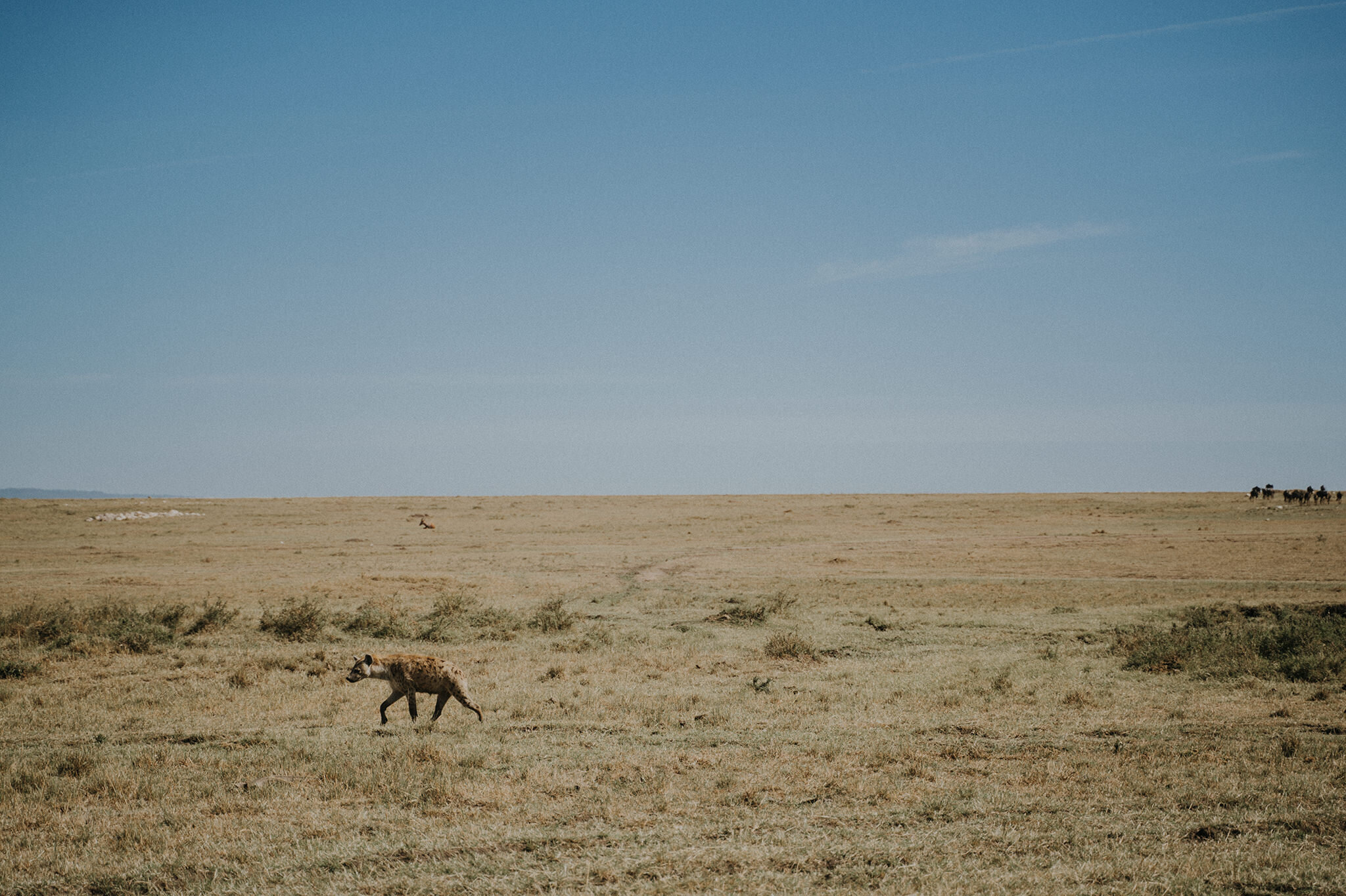 1 Tu Nguyen Masai Mara Kenya 30.jpg