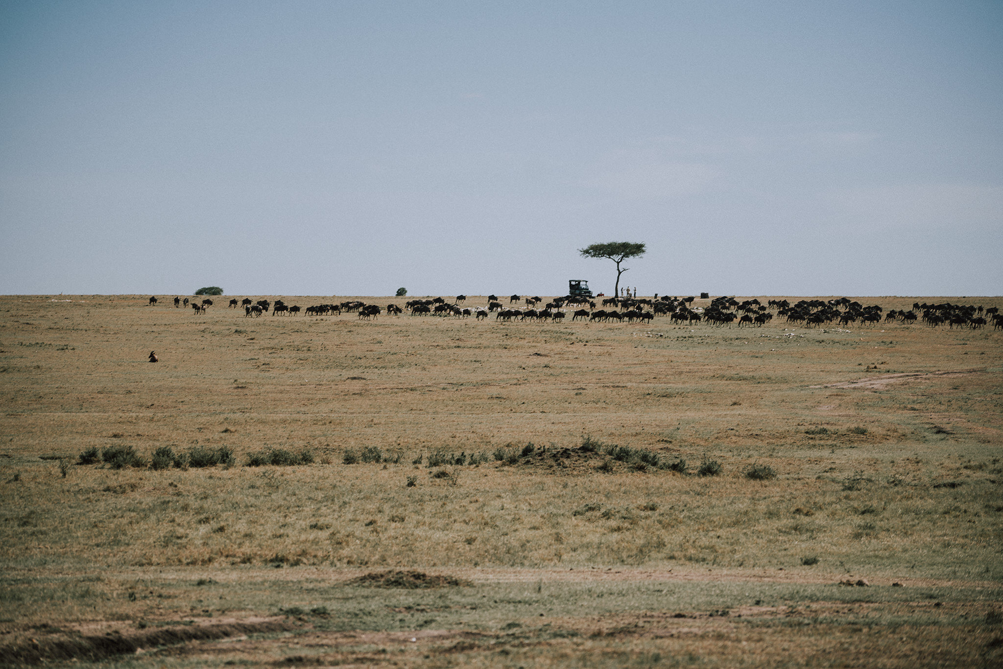 1 Tu Nguyen Masai Mara Kenya 29.jpg