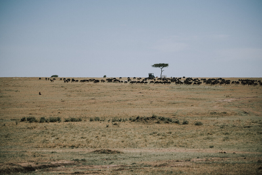 1 Tu Nguyen Masai Mara Kenya 29.jpg