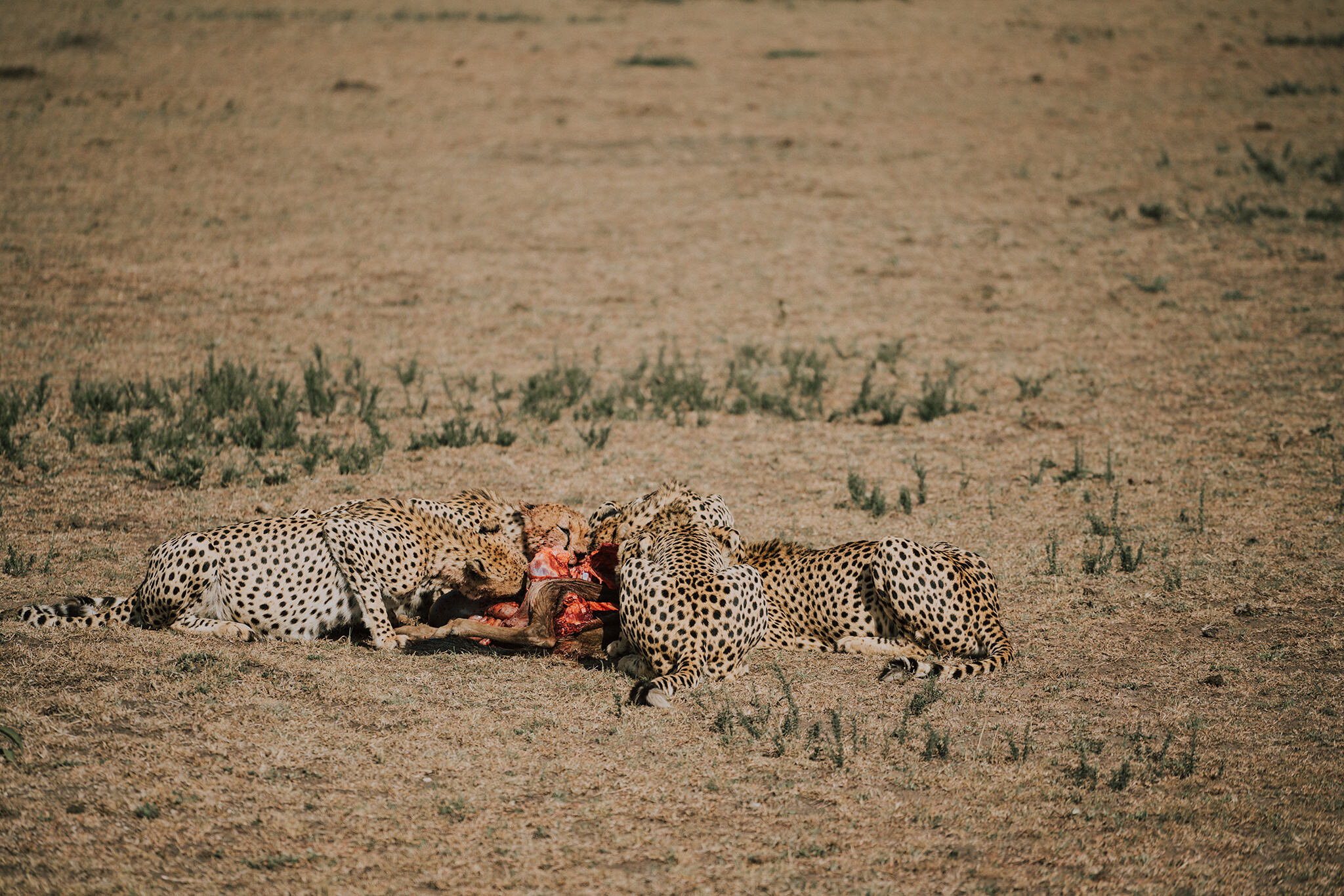 1 Tu Nguyen Masai Mara Kenya 33.jpg
