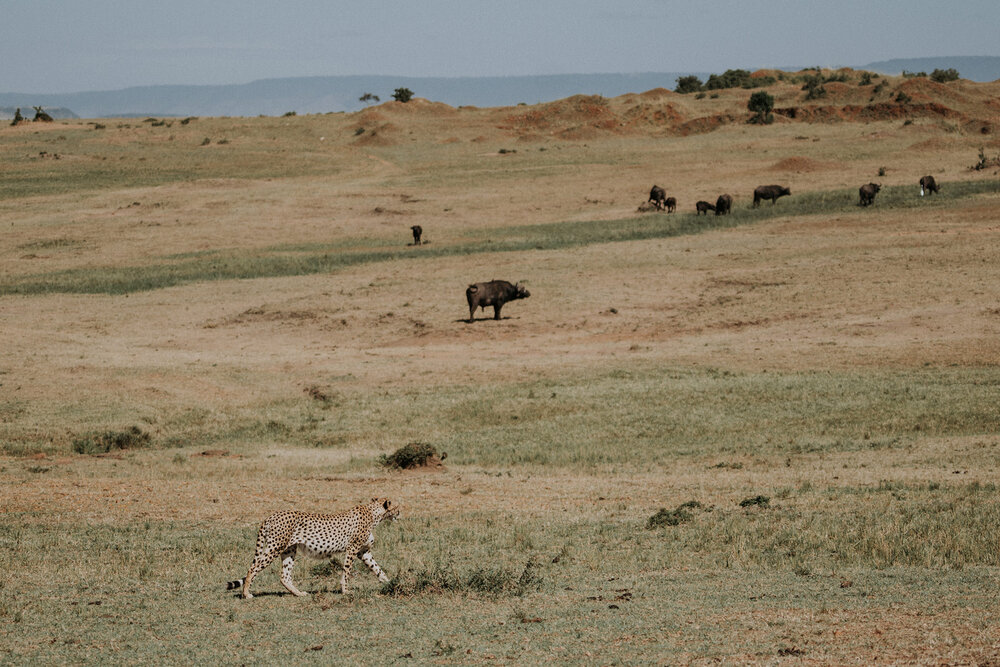1 Tu Nguyen Masai Mara Kenya 34.jpg