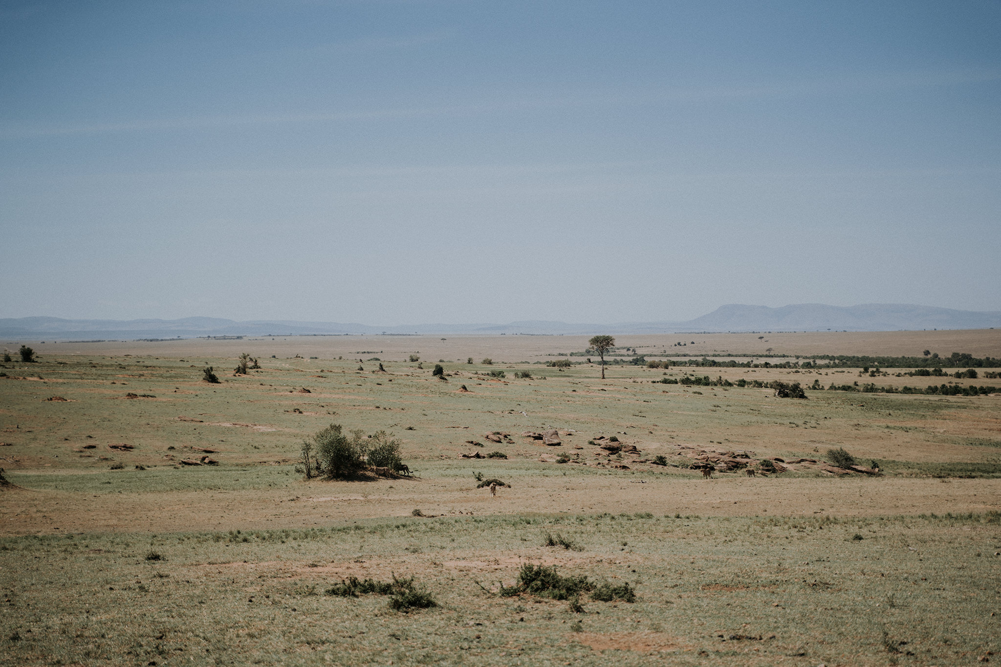 1 Tu Nguyen Masai Mara Kenya 35.jpg