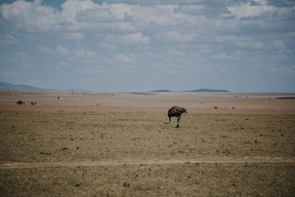 1 Tu Nguyen Masai Mara Kenya 44.jpg